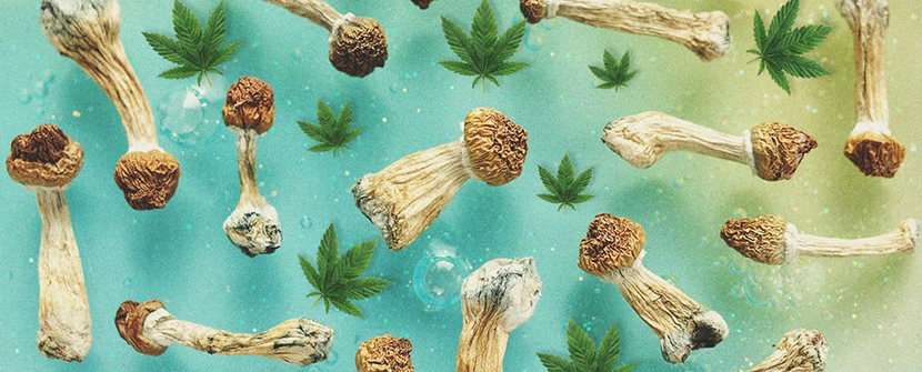 CBD and Functional Mushrooms