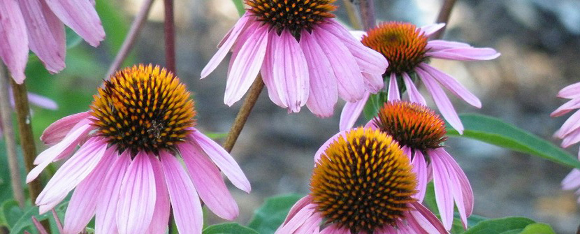 Cultivating a Medicinal Garden