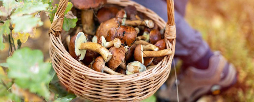 Shiitake vs Maitake: Which is Better for You?