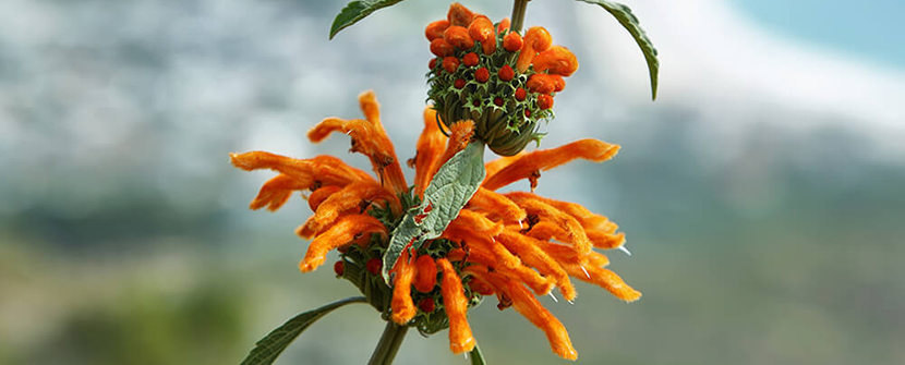 Cultivate an Apothecary of Psychoactive Plants