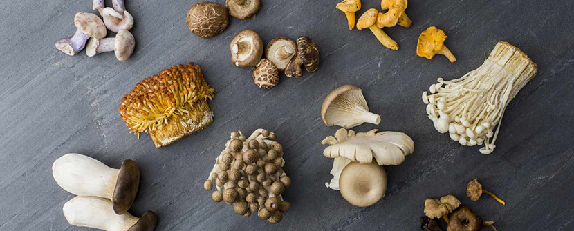 The Healing Power of Mycotherapy