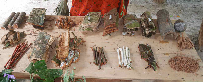 Master Plant Dieta: The Mystical World of Plants