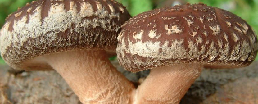 Shiitake Mushrooms, "Elixir of Life"